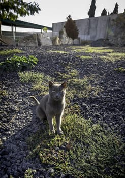 Detail of lonely and abandoned domestic animal on the street