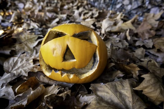 Detail of fresh pumpkins to decorate Halloween night