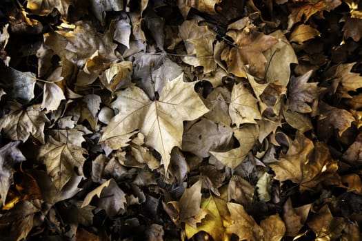 Detail of fall of leaves in autumn, cold and change of season