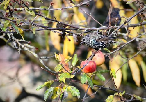 Star on a aplle tree