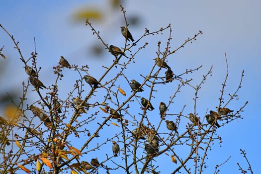 Starlings gather on a cherry tree