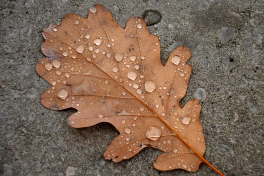autumnal colored beech leaf with raindrops on a wet street floor