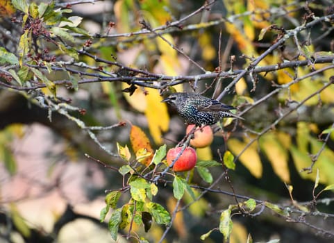 Star on a aplle tree