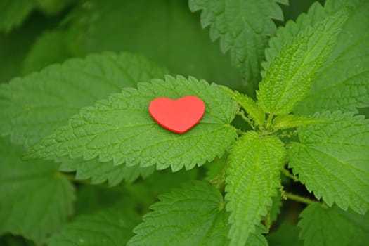 Heart on stining nettle, burning love