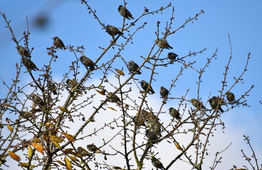 Starlings gather on a cherry tree