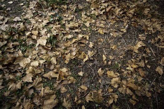 Detail of fall of leaves in autumn, cold and change of season
