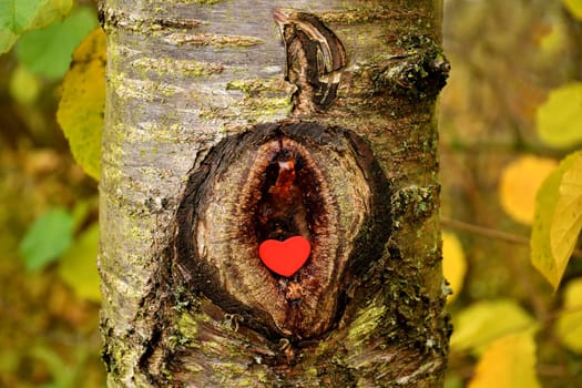 Heart in a knothole of a tree