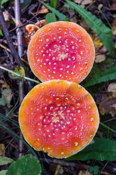 Fly agaric is not only the most famous, but also the most recognizable mushroom.