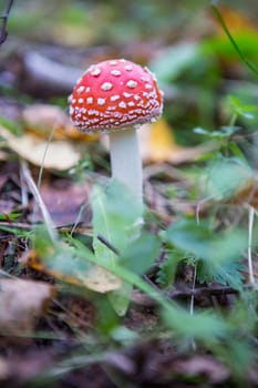 Fly agaric is not only the most famous, but also the most recognizable mushroom.