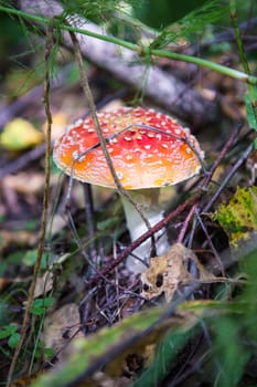 Fly agaric is not only the most famous, but also the most recognizable mushroom.
