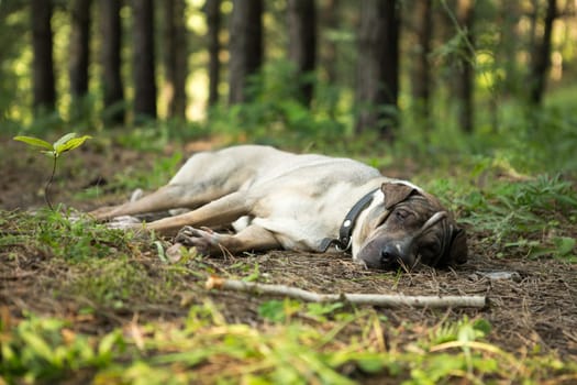 dog portrait outdoors sleeping in grass