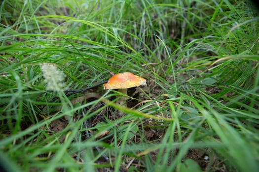 Fly agaric is not only the most famous, but also the most recognizable mushroom.