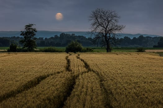 Gerstenfeld mit Vollmond