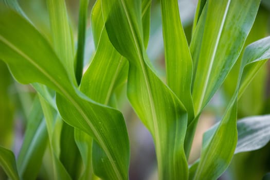 corn plant as closeup
