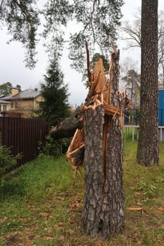 large pine tree fell from a hurricane wind and damaged a fence