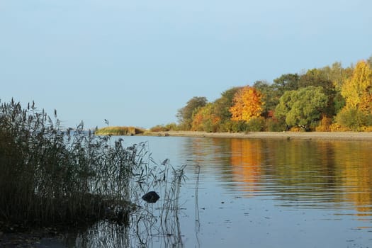 scenic river landscape bright yellow trees blue sky early autumn foreground shore
