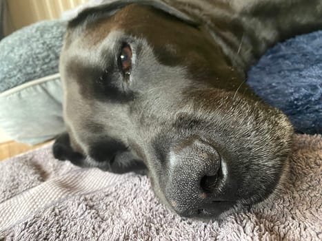 A black Labrador resting