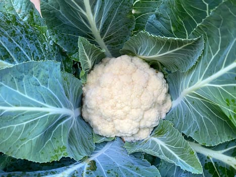 Freshly picked home grown cauliflower