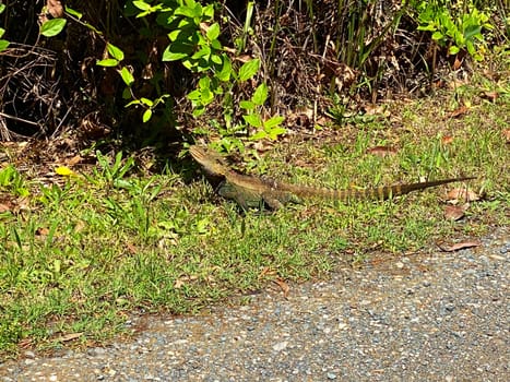 An Australian Eastern Water Dragon along the side of a road