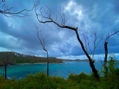 A beach two years after the devistating Australian bushfires. Only the ocean stopped the fire.