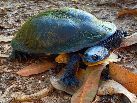 An Eastern Snake-necked Turtle on a dirt road