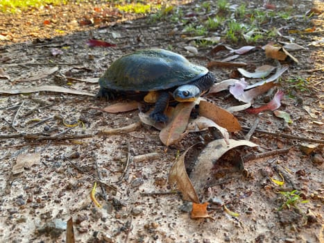 An Eastern Snake-necked Turtle on a dirt road