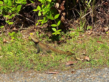 An Australian Eastern Water Dragon along the side of a road