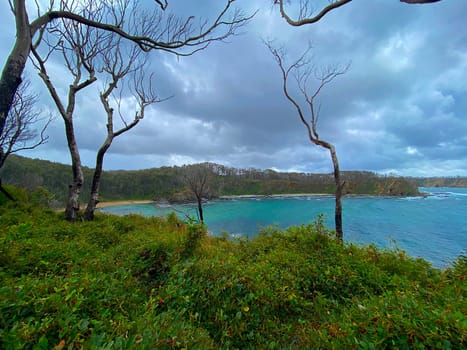 A beach two years after the devistating Australian bushfires. Only the ocean stopped the fire.