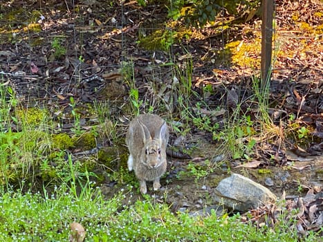 A wild gret rabbit looking at the camera with scars on its face