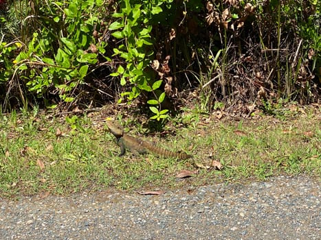An Australian Eastern Water Dragon along the side of a road