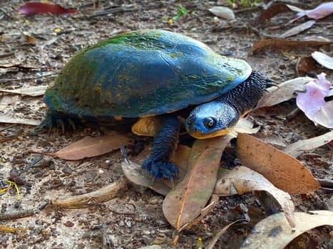 An Eastern Snake-necked Turtle on a dirt road