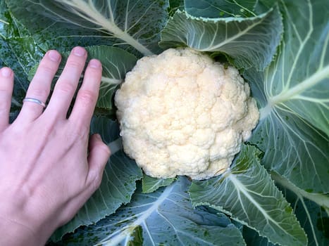 Freshly picked home grown cauliflower with hand for size comparison