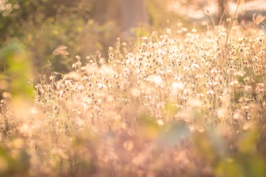 Soft focus Romantic nature wild grass flower. Summer meadow wild flower blooming with sunflare