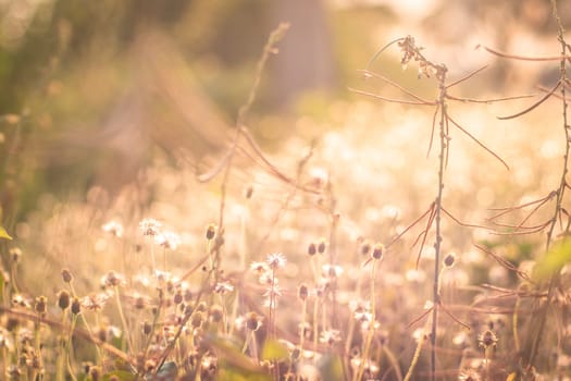 Soft focus Romantic nature wild grass flower. Summer meadow wild flower blooming with sunflare