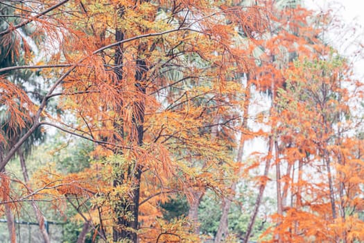 Beautiful autumn gold orange yellow and orange leaves on tree branches. Autumn nature landscape.