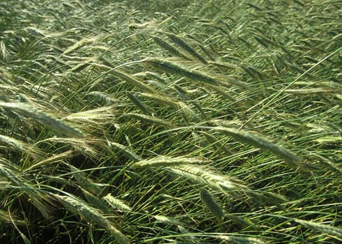 Cloths of wheat grain on the field before mowing