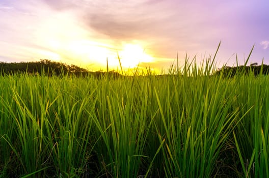 Rice paddy in rice field rural with cloud sky in daylight, Green field rural countryside, Paddy rice with green field