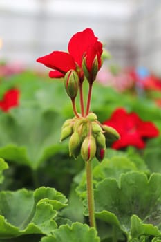 The tall red stalk on a geranium plant.