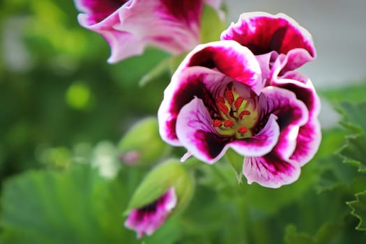 Closeup cluster of pink geranium flowers in bloom.
