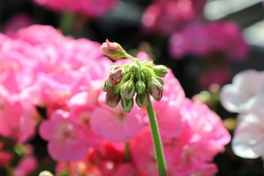 Delicate cluster of geranium buds about to blossom.