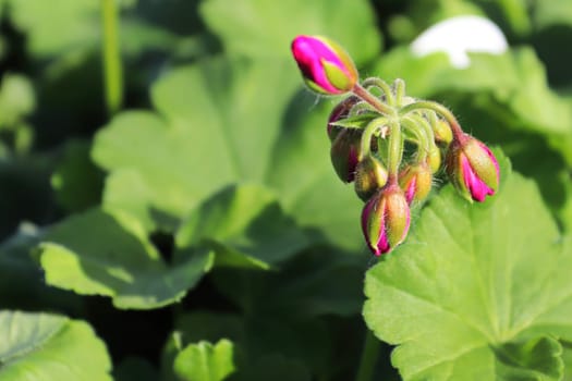 Closeup of pink geranium buds about to open.