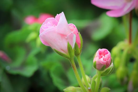 Macro of geranium flowers blooming in spring.