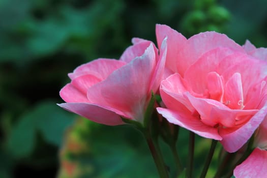 Macro of geranium flowers blooming in spring.