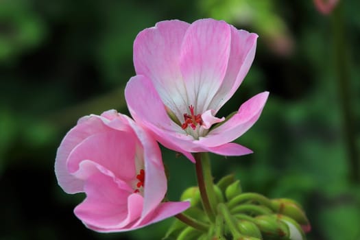 Macro of geranium flowers blooming in spring.