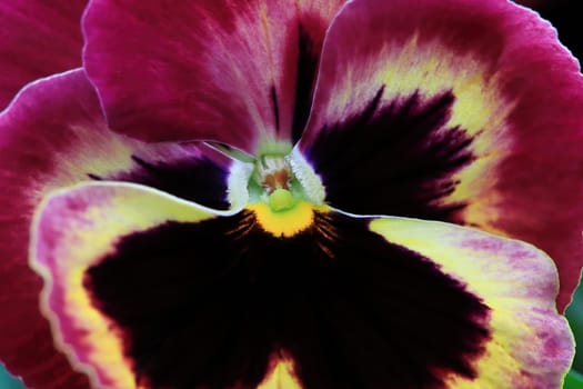 Macro view of the center of a viola.
