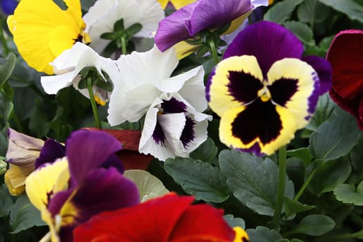 Various colored violas growing in a pot.