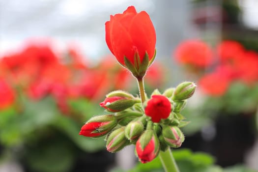 Red geranium flowers on a stalk about to bloom.