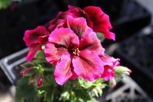 Pink and red geranium flowers in bloom.