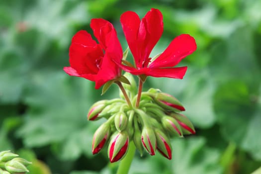 A cluster of geranium flowers blooming on a stem.