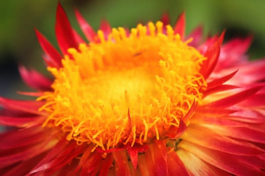 Bright yellow and red stiff petals on a strawflower.